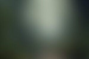 Фотография квеста-анимации Зов джунглей от компании Speloe (Фото 1)